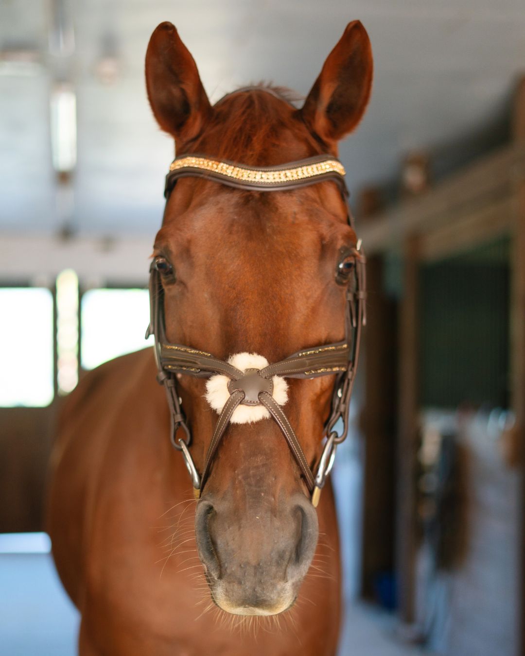 CorrectConnect Gold Accented Figure 8 Bridle with Gold Browband - CorrectConnect - Equiluxe Tack