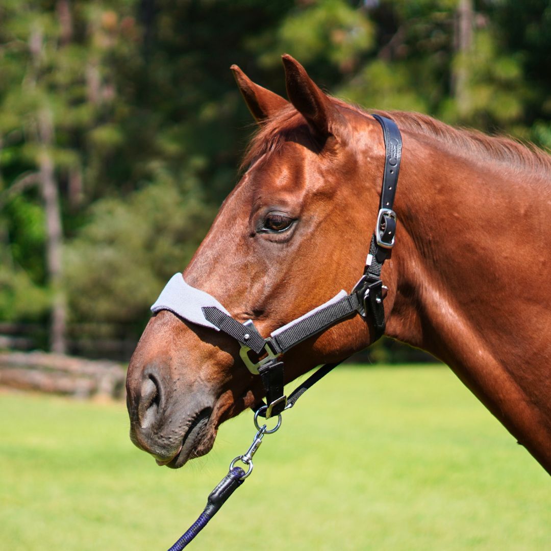 CorrectConnect Magna Halter ™ in Black with Fleece Noseband and Leather Breakaway - CorrectConnect - Equiluxe Tack