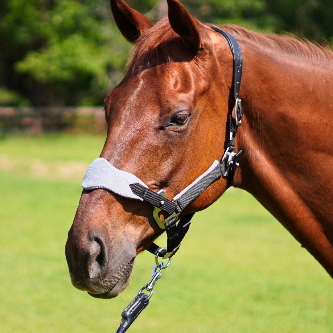 CorrectConnect Magna Halter ™ in Black with Fleece Noseband and Leather Breakaway - CorrectConnect - Equiluxe Tack