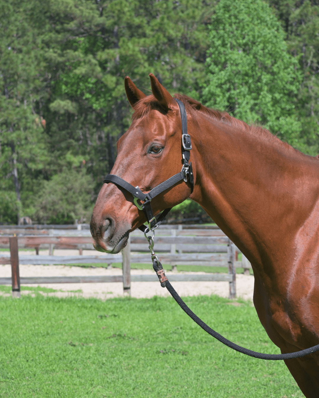 CorrectConnect Magna Halter ™ in Black With Leather Breakaway - CorrectConnect - Equiluxe Tack