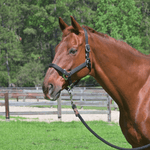 CorrectConnect Magna Halter ™ in Black With Leather Breakaway - CorrectConnect - Equiluxe Tack