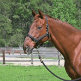 CorrectConnect Magna Halter ™ in Black With Leather Breakaway - CorrectConnect - Equiluxe Tack