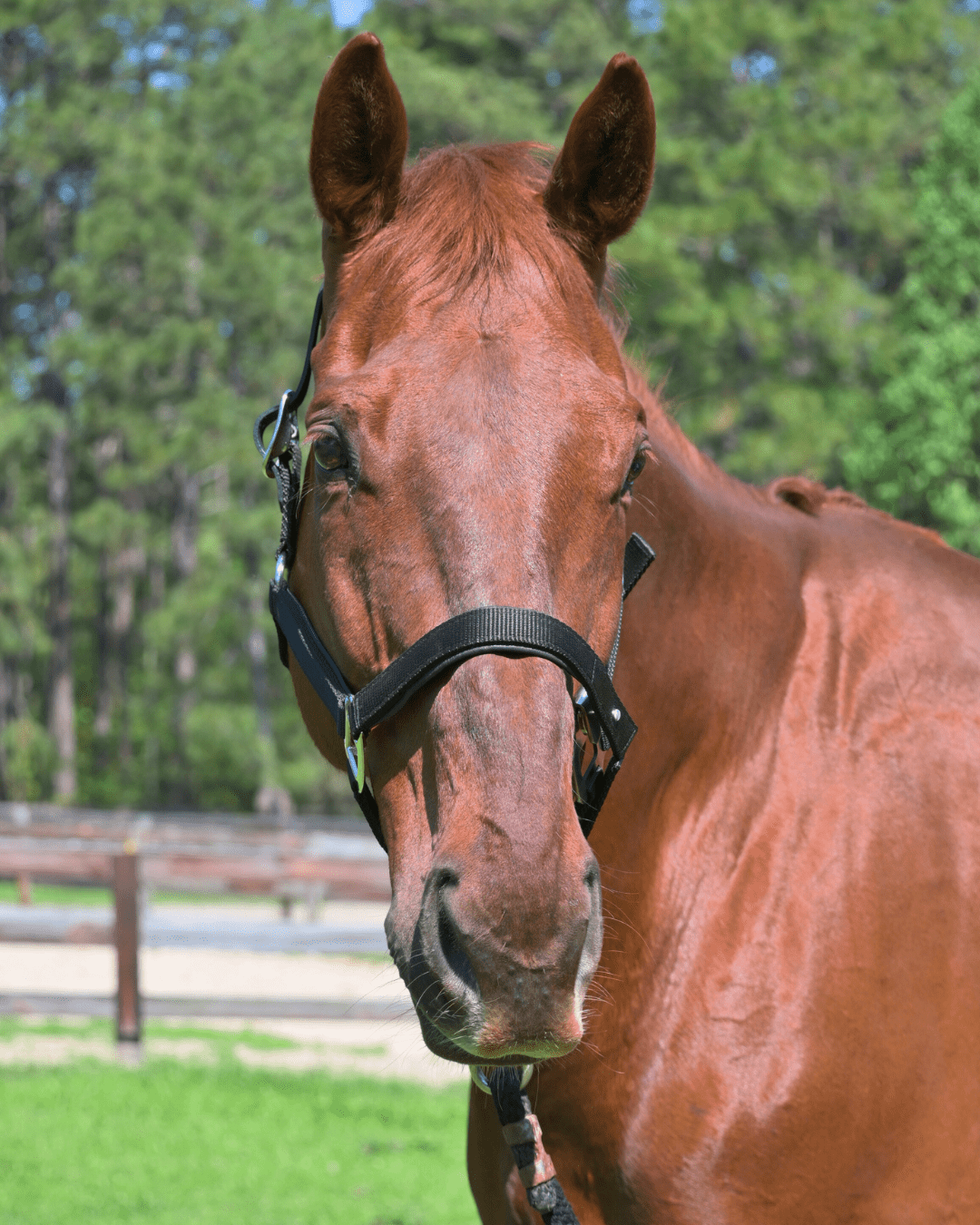 CorrectConnect Magna Halter ™ in Black With Leather Breakaway - CorrectConnect - Equiluxe Tack