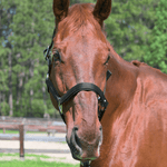 CorrectConnect Magna Halter ™ in Black With Leather Breakaway - CorrectConnect - Equiluxe Tack