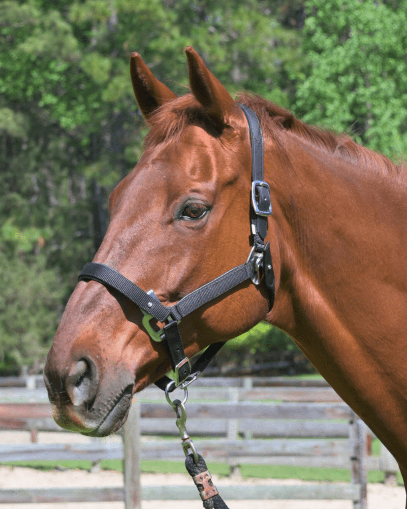 CorrectConnect Magna Halter ™ in Black With Leather Breakaway - CorrectConnect - Equiluxe Tack