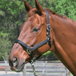 CorrectConnect Magna Halter ™ in Black With Leather Breakaway - CorrectConnect - Equiluxe Tack