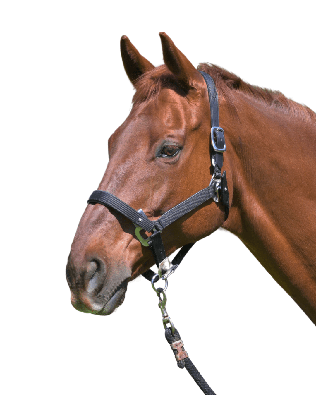 CorrectConnect Magna Halter ™ in Black With Leather Breakaway - CorrectConnect - Equiluxe Tack