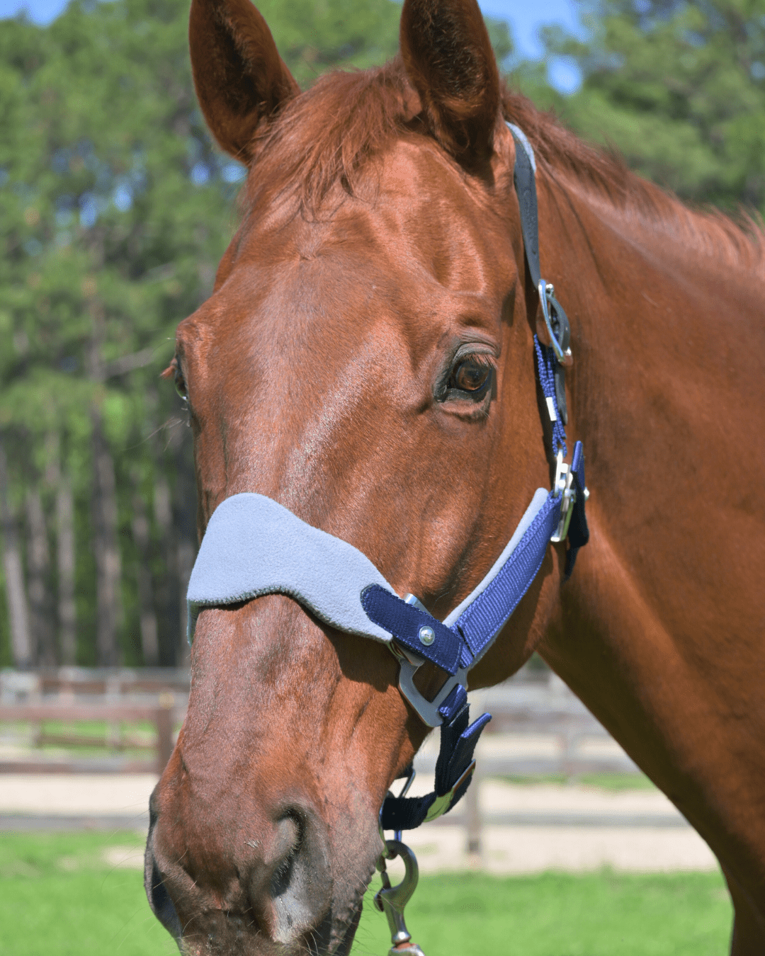 CorrectConnect Magna Halter ™ in Blue with Fleece and Leather Breakaway - CorrectConnect - Equiluxe Tack