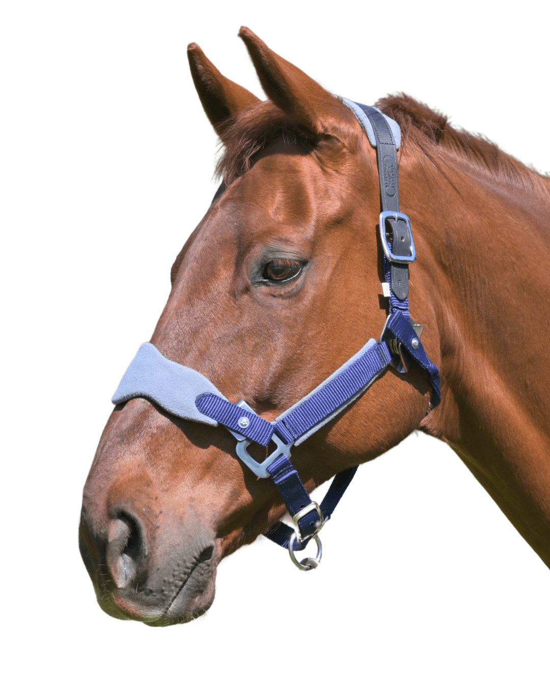 CorrectConnect Magna Halter ™ in Blue with Fleece and Leather Breakaway - CorrectConnect - Equiluxe Tack