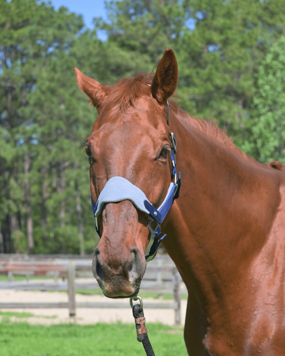 CorrectConnect Magna Halter ™ in Blue with Fleece and Leather Breakaway - CorrectConnect - Equiluxe Tack