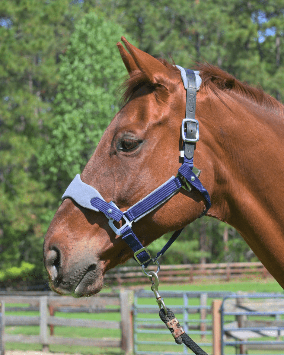 CorrectConnect Magna Halter ™ in Blue with Fleece and Leather Breakaway - CorrectConnect - Equiluxe Tack