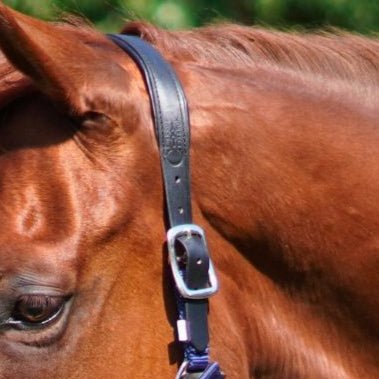 CorrectConnect Magna Halter ™ in Blue with Fleece Noseband and Leather Breakaway - CorrectConnect - Equiluxe Tack