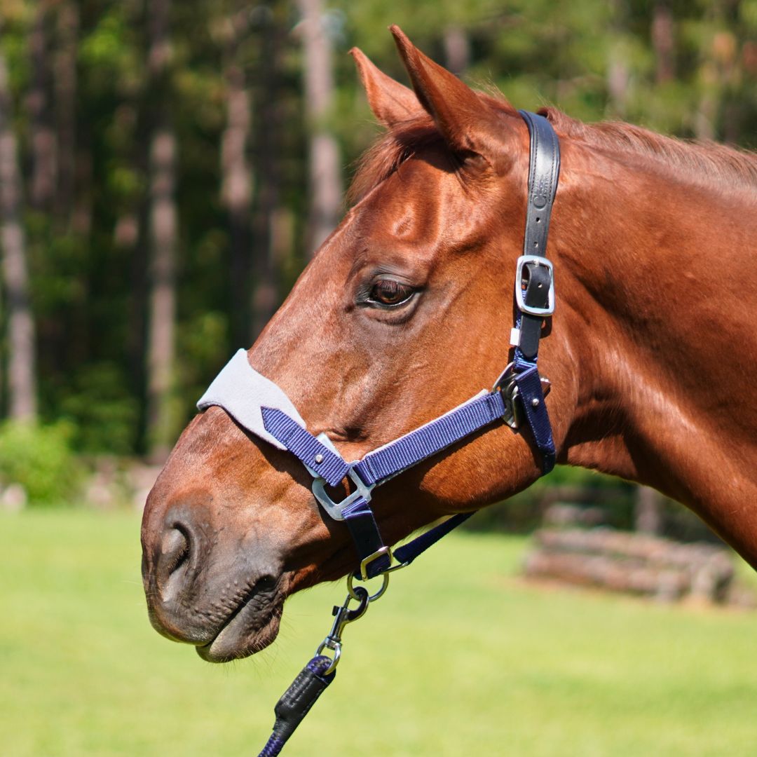 CorrectConnect Magna Halter ™ in Blue with Fleece Noseband and Leather Breakaway - CorrectConnect - Equiluxe Tack