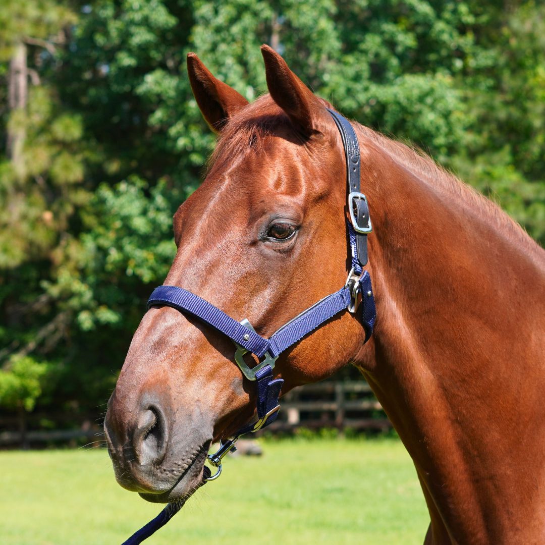 CorrectConnect Magna Halter ™ in Blue with Leather Breakaway - CorrectConnect - Equiluxe Tack