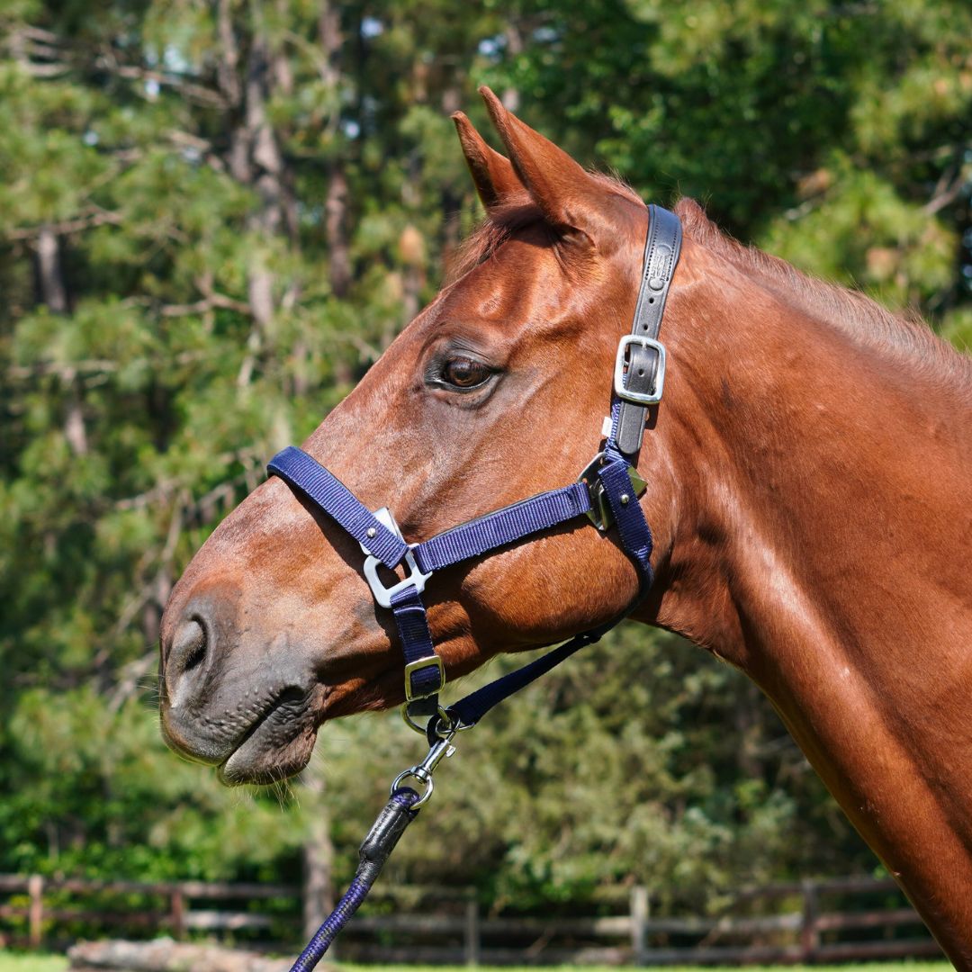 CorrectConnect Magna Halter ™ in Blue with Leather Breakaway - CorrectConnect - Equiluxe Tack