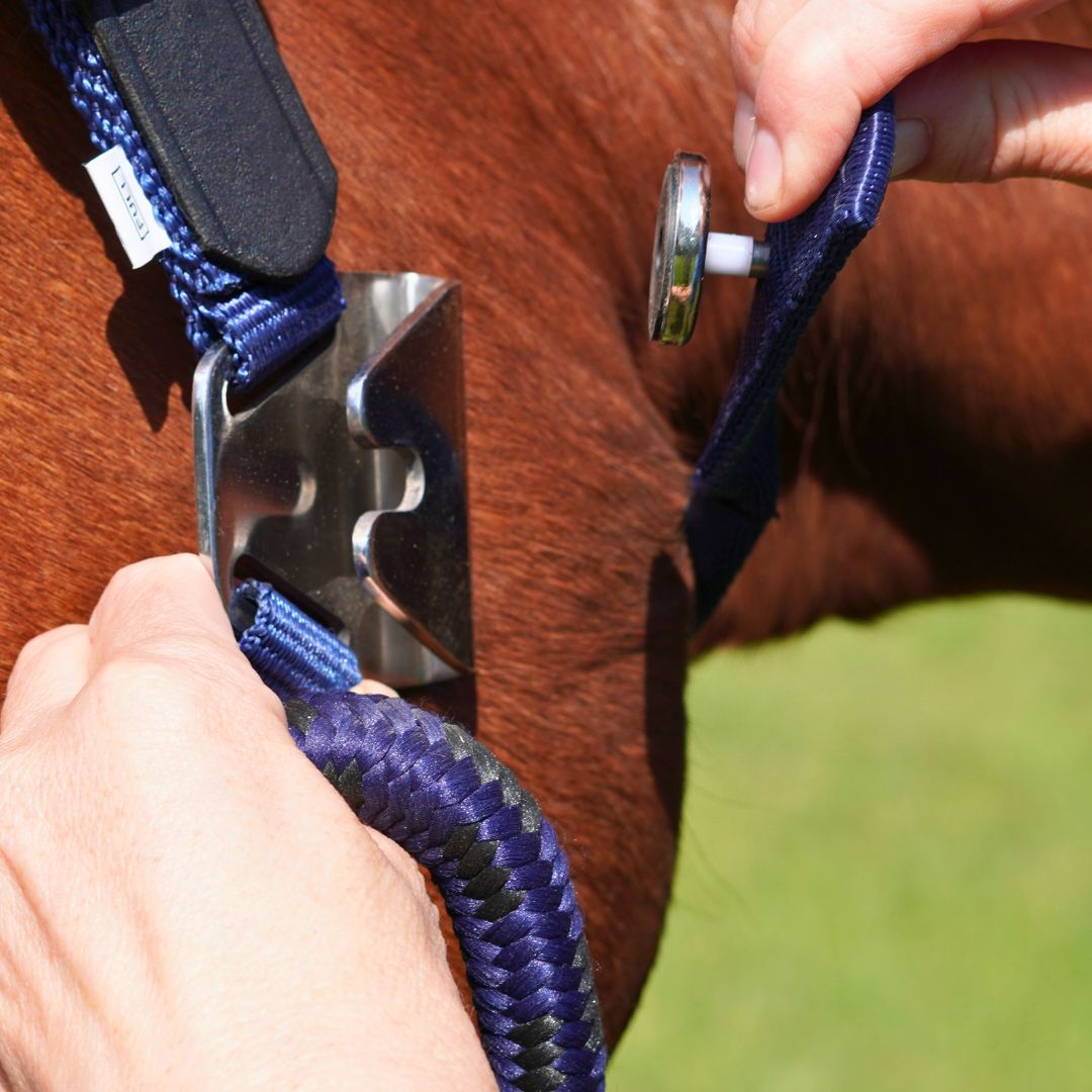 CorrectConnect Magna Halter ™ in Blue with Leather Breakaway - CorrectConnect - Equiluxe Tack