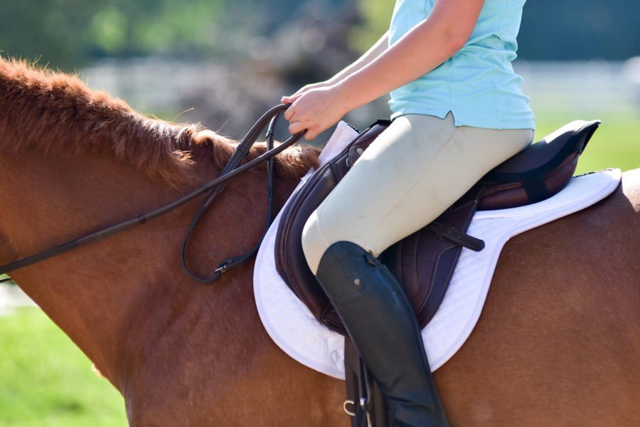 Cotton Quilted Saddle Pads - Equiluxe Tack - Equiluxe Tack