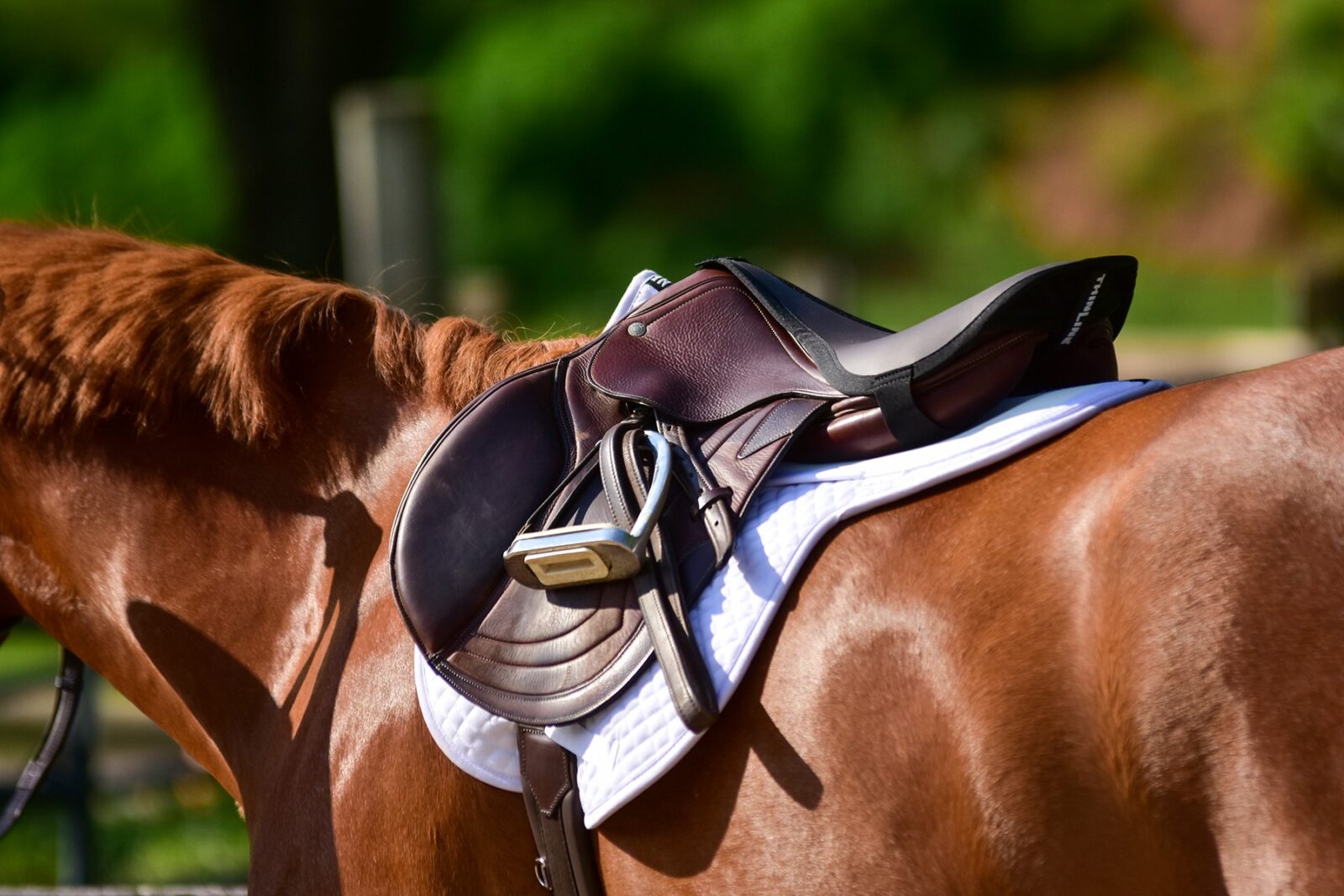 Cotton Quilted Saddle Pads - Equiluxe Tack - Equiluxe Tack