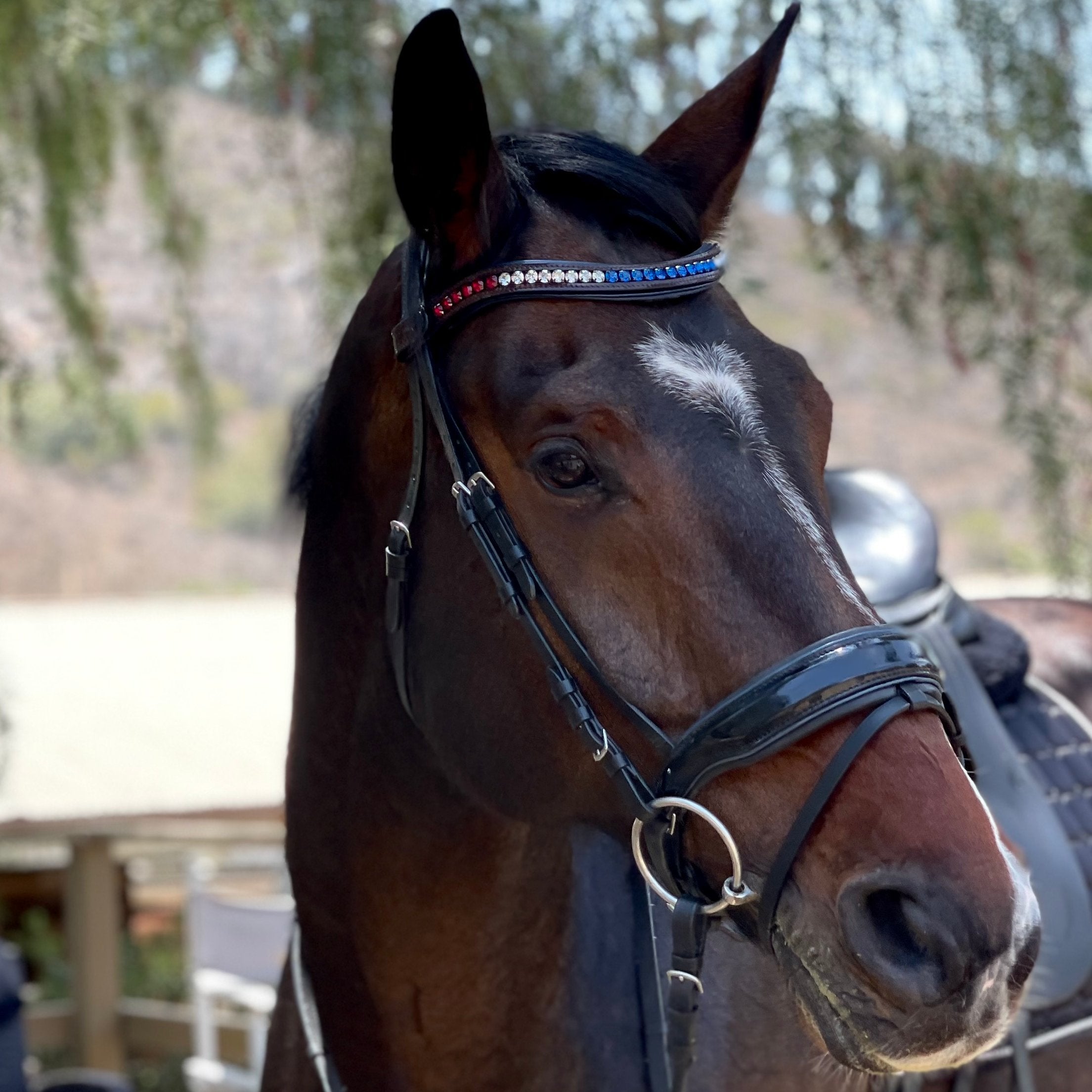 Crystal Browband - Americana 2 - Halter Ego® - Equiluxe Tack