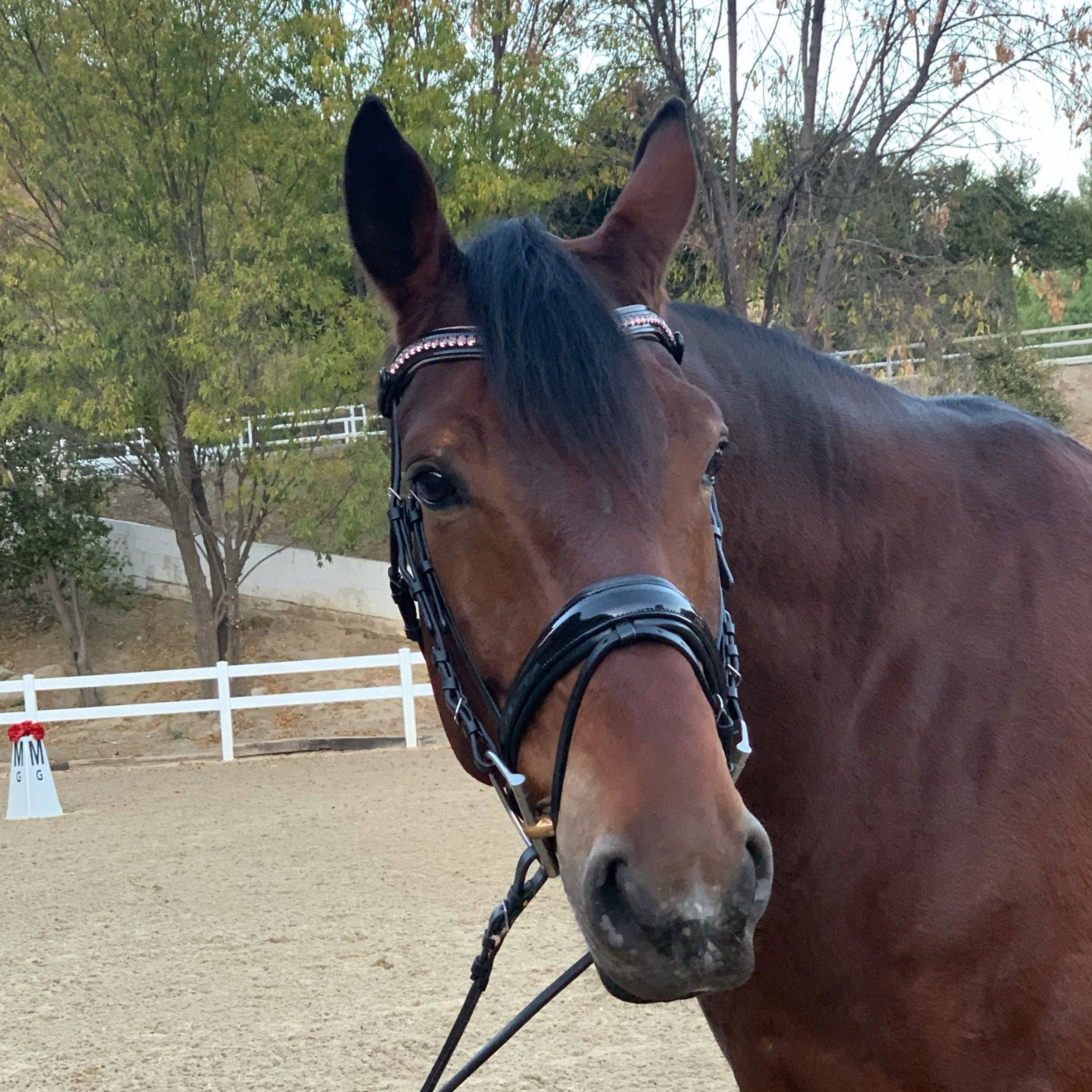 Crystal Patent Browband - Glittering Rose - Halter Ego® - Equiluxe Tack