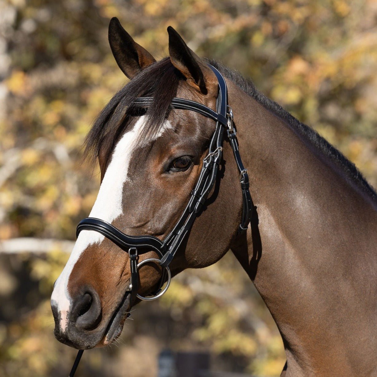 Deauville - Black Leather Anatomical Jumper Bridle - Halter Ego® - Equiluxe Tack