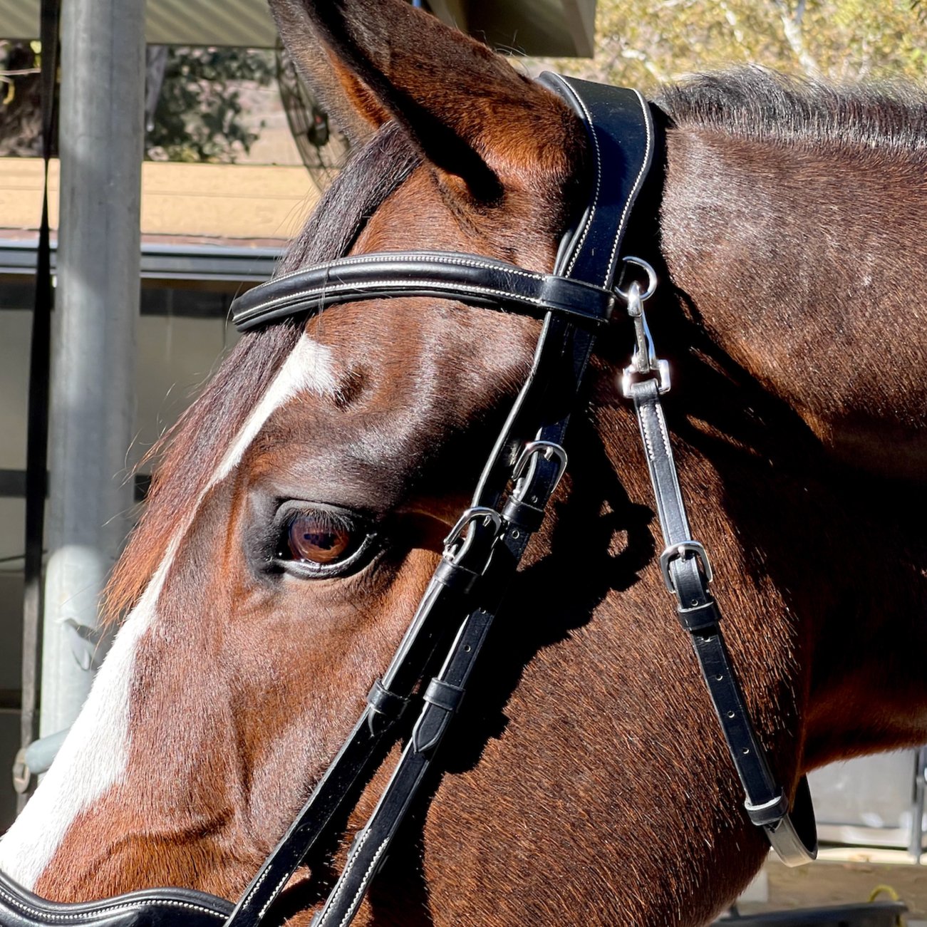 Deauville - Black Leather Anatomical Jumper Bridle - Halter Ego® - Equiluxe Tack