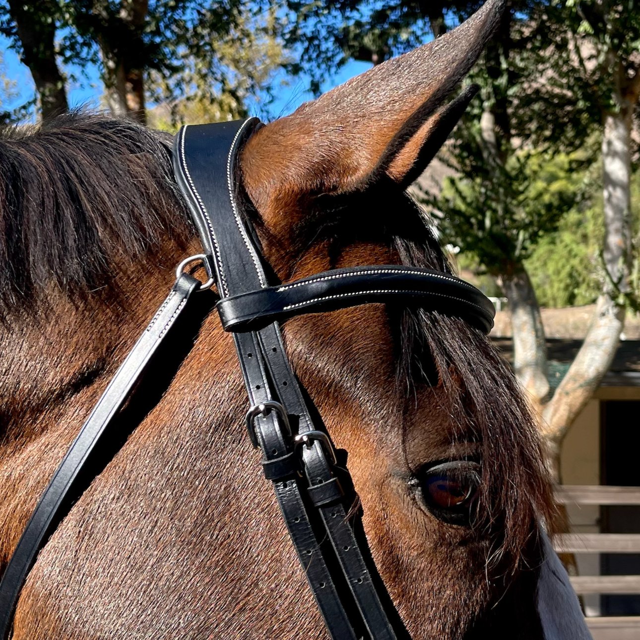 Deauville - Black Leather Anatomical Jumper Bridle - Halter Ego® - Equiluxe Tack