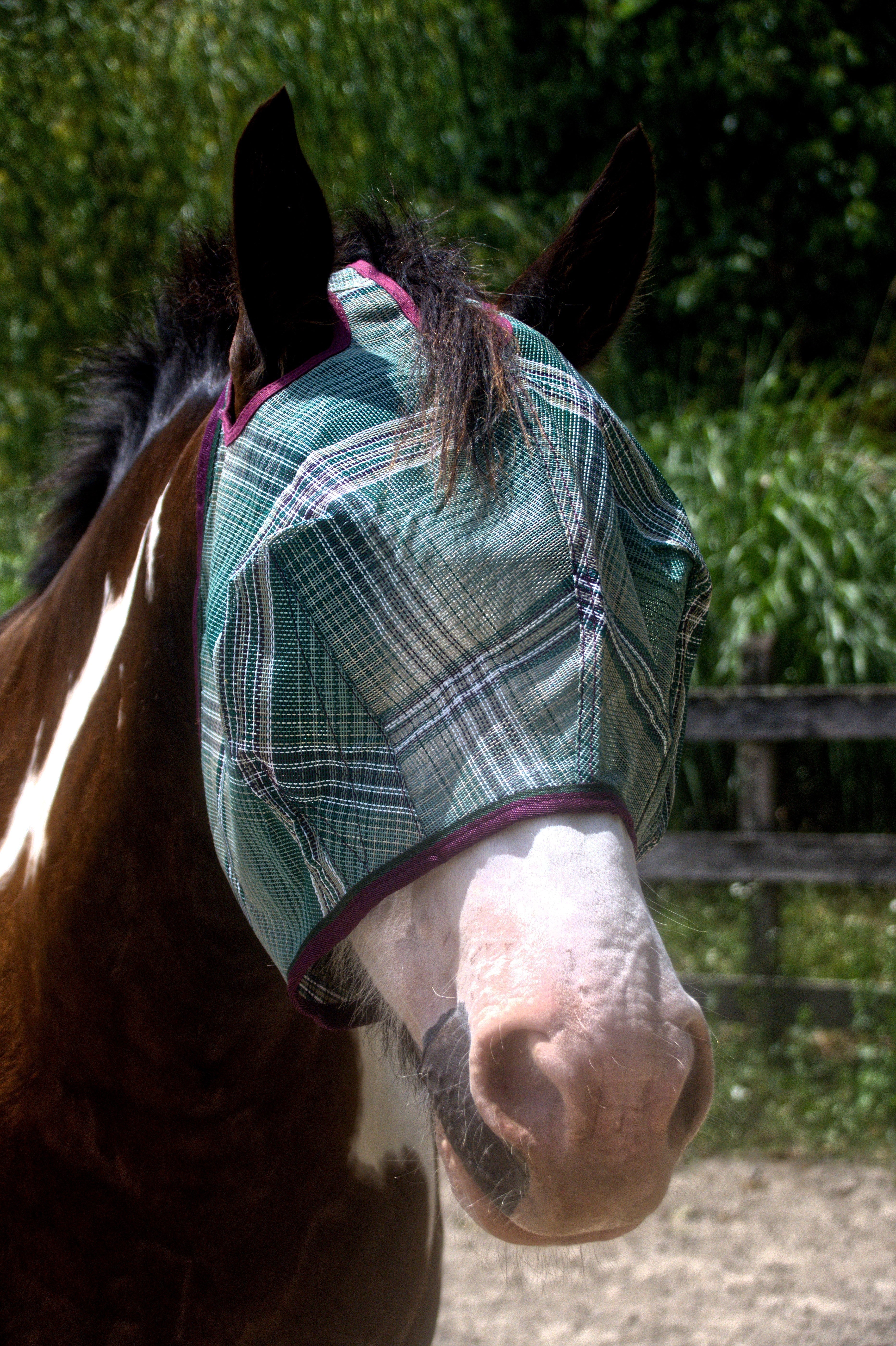 Draft Fly Mask with Web Trim - Dual Ear Holes - Kensington Protective Products - Equiluxe Tack