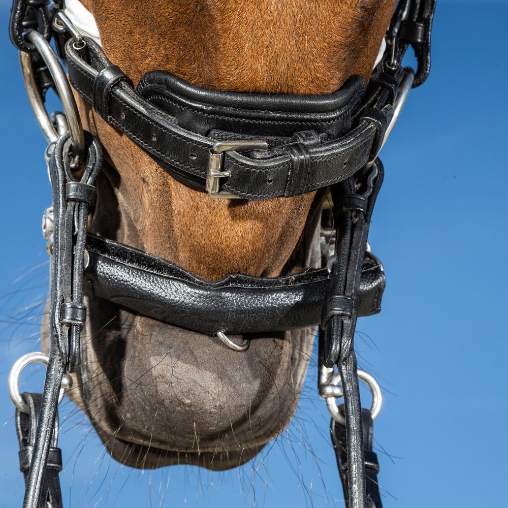 Dy'on Chain Protection With Neoprene - Equiluxe Tack