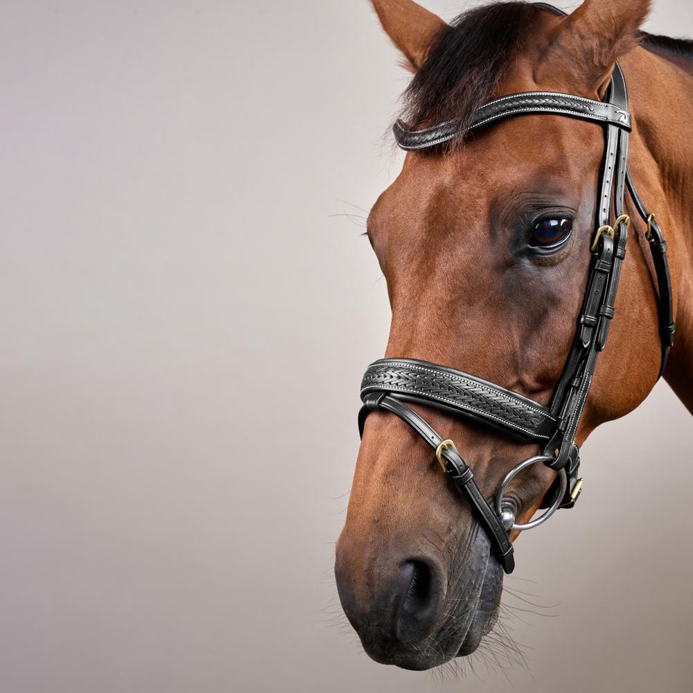Dy'on Collection Plaited Flash Noseband Bridle Pull Back - Equiluxe Tack
