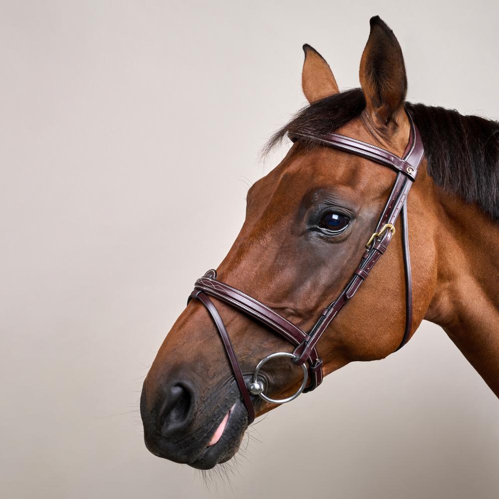 Dy'on D Collection Flash Noseband Bridle - Equiluxe Tack