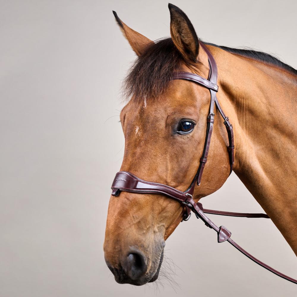 Dy'on D Motion Bridle New English Collection - Equiluxe Tack