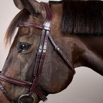 Dy'on New English Collection Plaited Flash Noseband Bridle - Equiluxe Tack