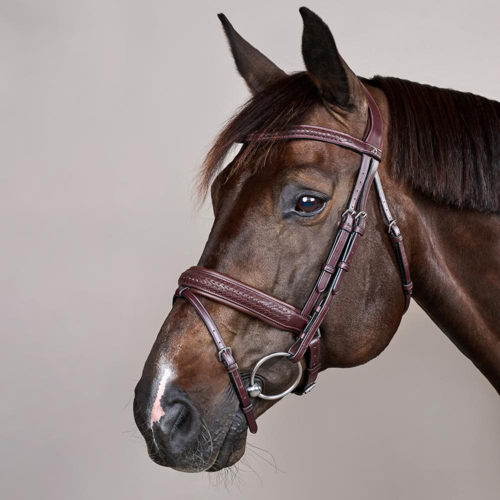 Dy'on Plaited Flash Noseband Pull Back Bridle Pony New English Collection - Equiluxe Tack