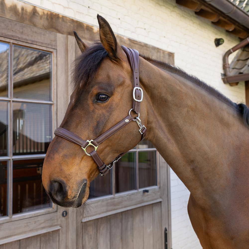 Dy'on Soft Leather Halter - Equiluxe Tack