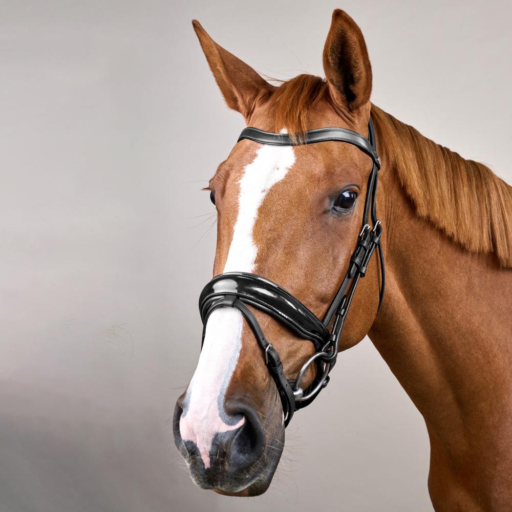 Dy'on Working Collection Large Crank Noseband Bridle with Flash - Equiluxe Tack