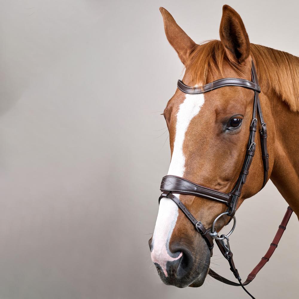 Dy'on Working Collection Motion Bridle - Equiluxe Tack