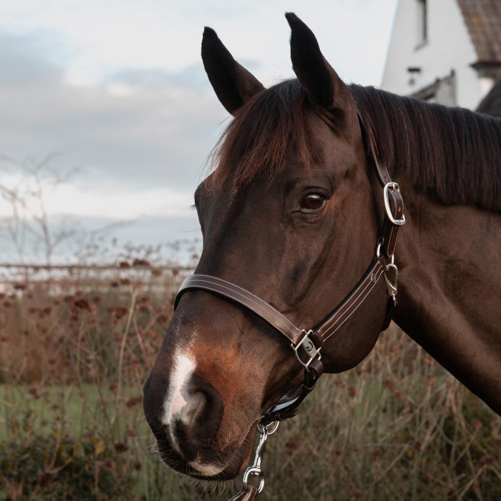 Dy'on Working Collection US Halter - Equiluxe Tack