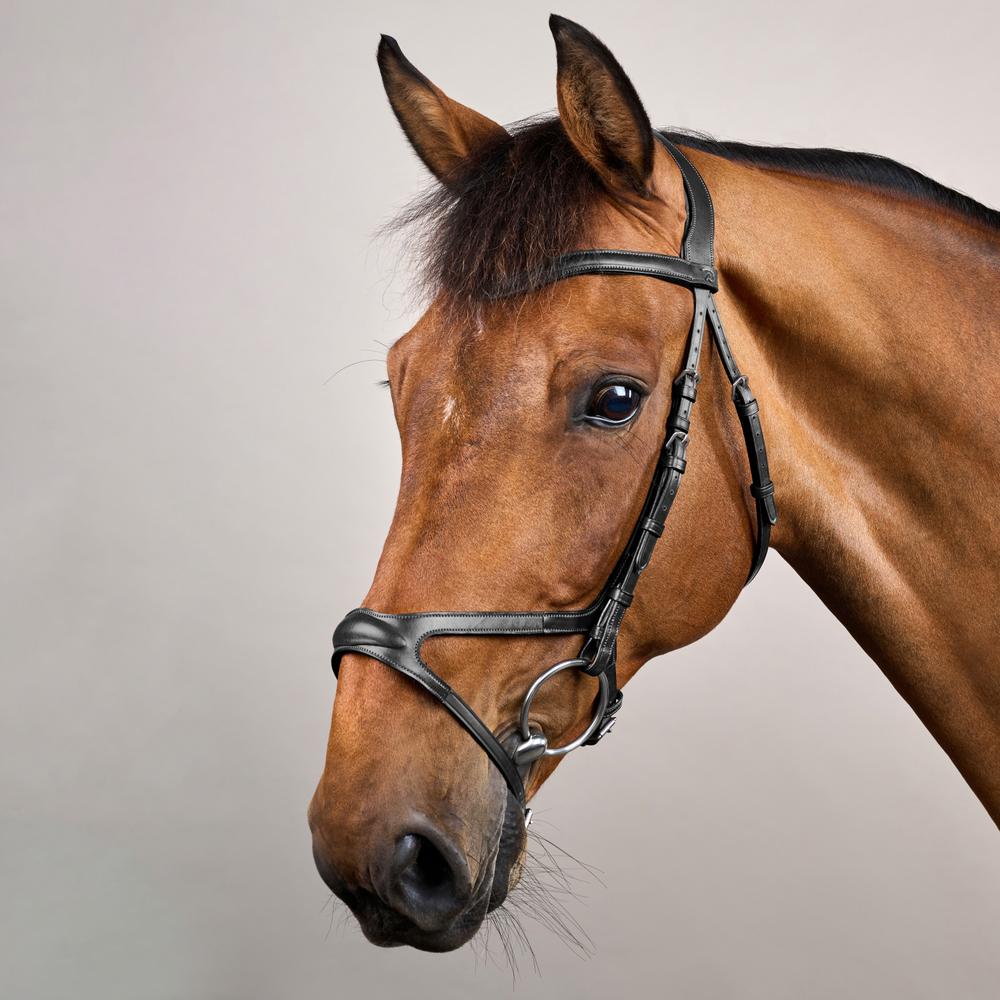 Dy'on X-Fit Bridle New English Collection - Equiluxe Tack