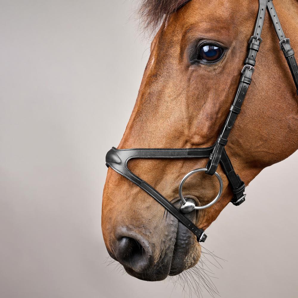 Dy'on X-Fit Bridle New English Collection - Equiluxe Tack