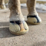 EasyCare EasyShoe Versa Grip Glue - EasyCare - Equiluxe Tack
