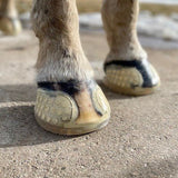 EasyCare EasyShoe Versa Grip Glue - EasyCare - Equiluxe Tack