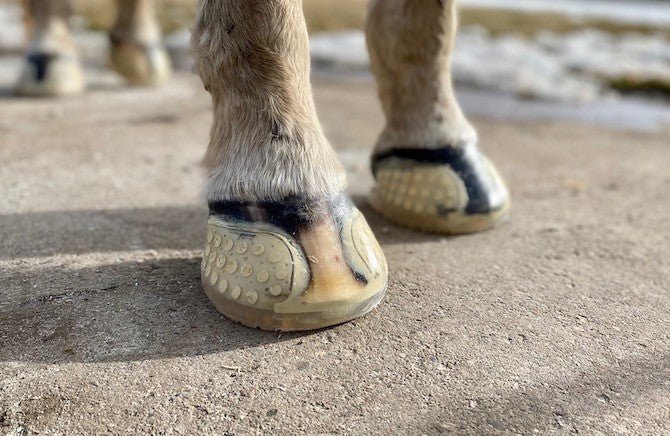 EasyCare EasyShoe Versa Grip Glue - EasyCare - Equiluxe Tack