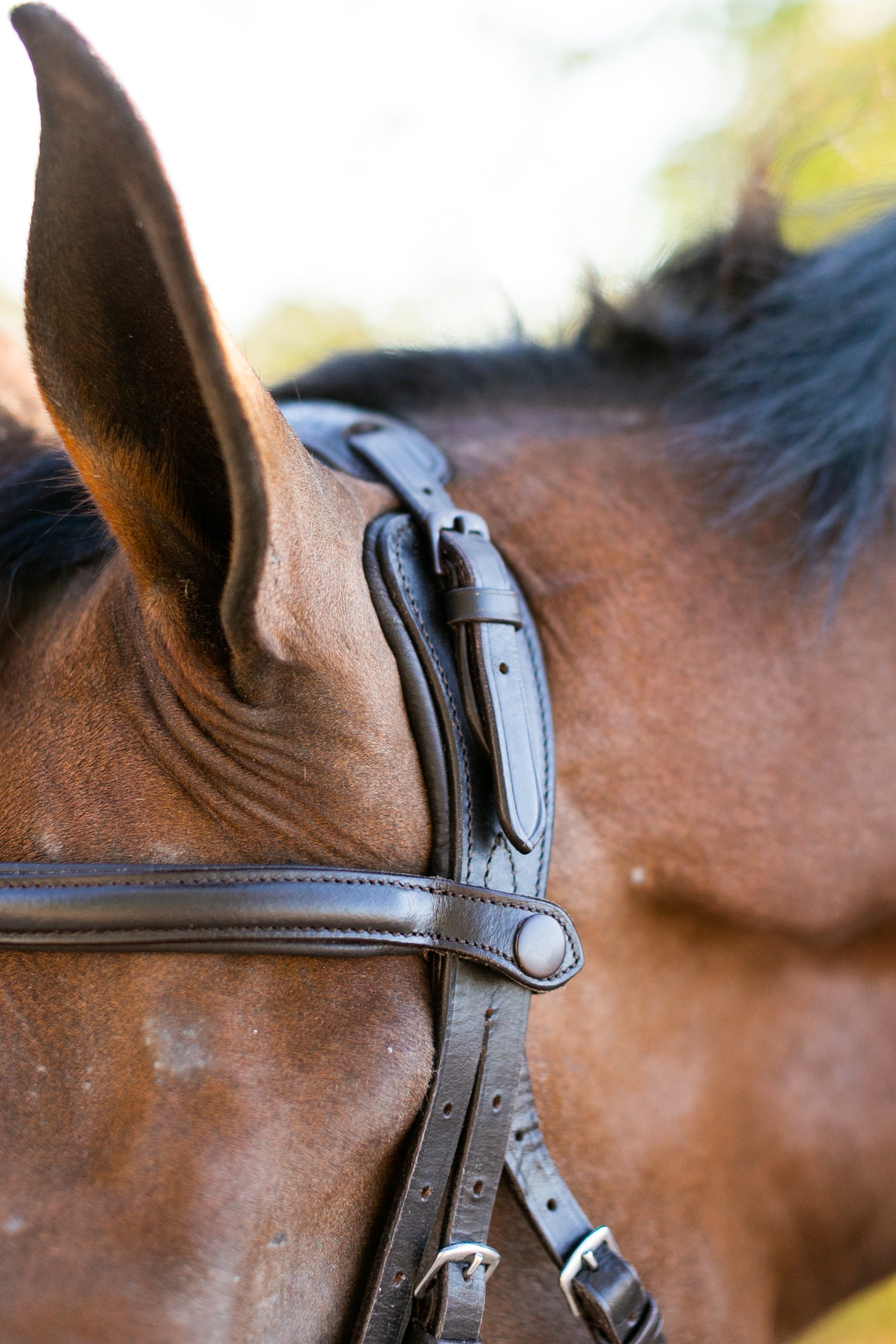 Ellany Noland Schooling Anatomical Bridle - Ellany - Equiluxe Tack