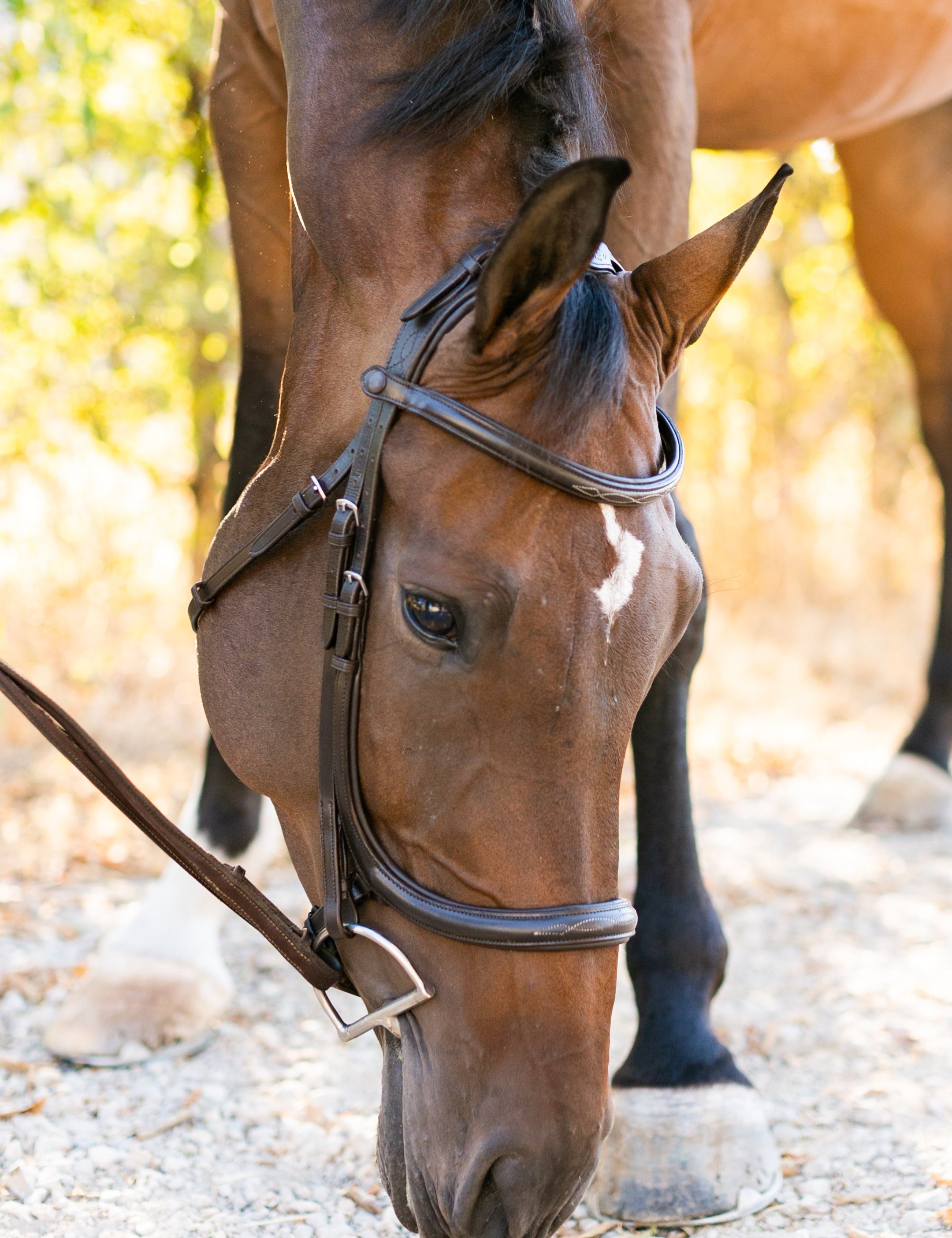 Ellany Noland Schooling Anatomical Bridle - Ellany - Equiluxe Tack