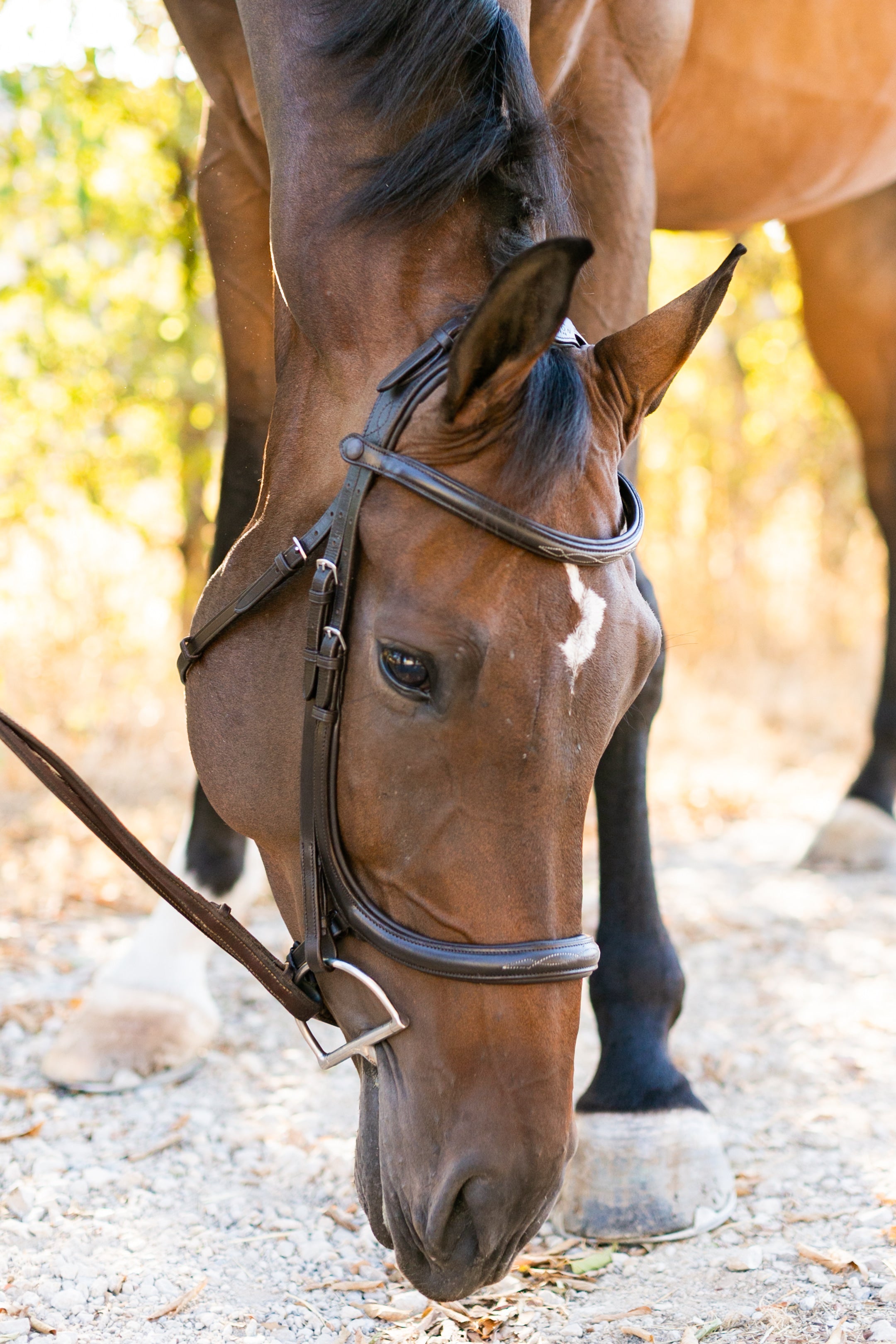 Ellany Noland Schooling Anatomical Bridle - Ellany - Equiluxe Tack