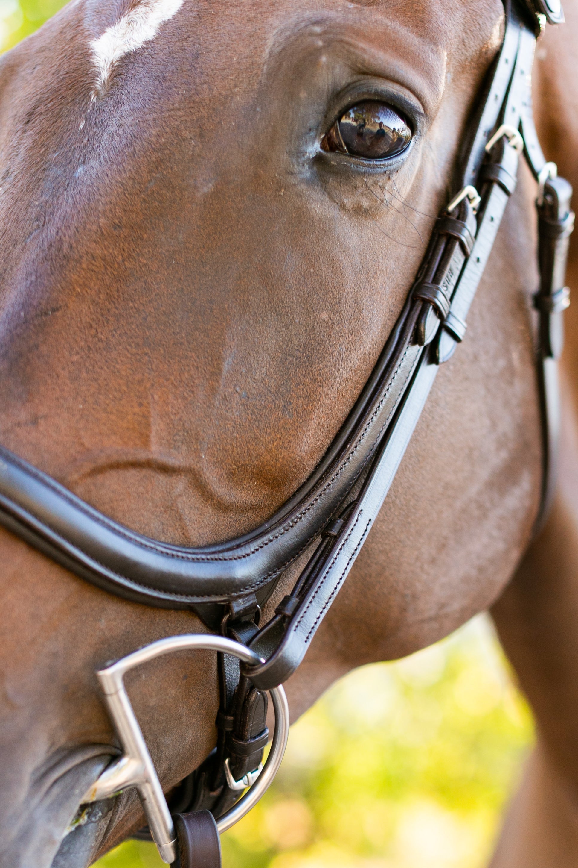 Ellany Noland Schooling Anatomical Bridle - Ellany - Equiluxe Tack