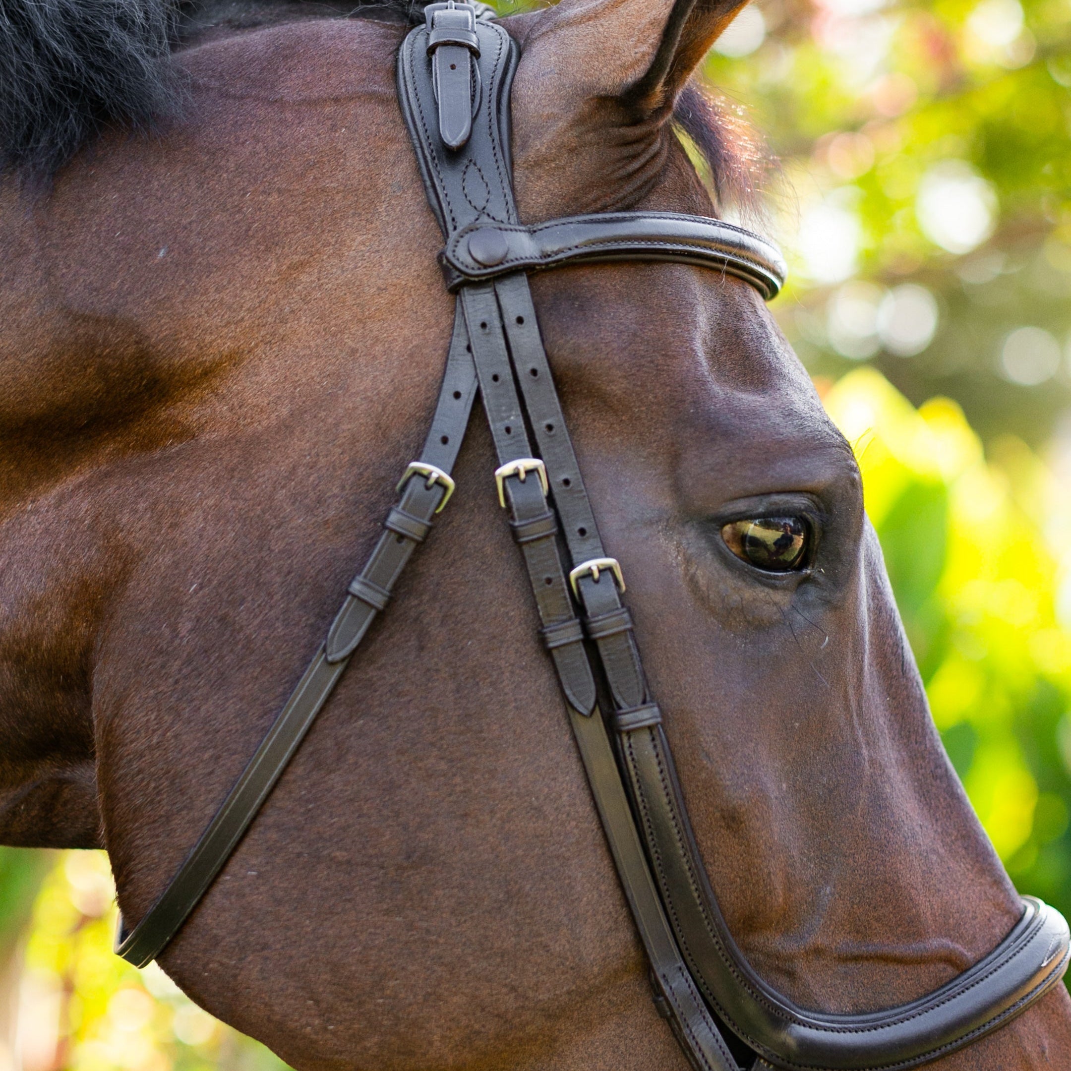 Ellany Noland Schooling Anatomical Bridle - Ellany - Equiluxe Tack