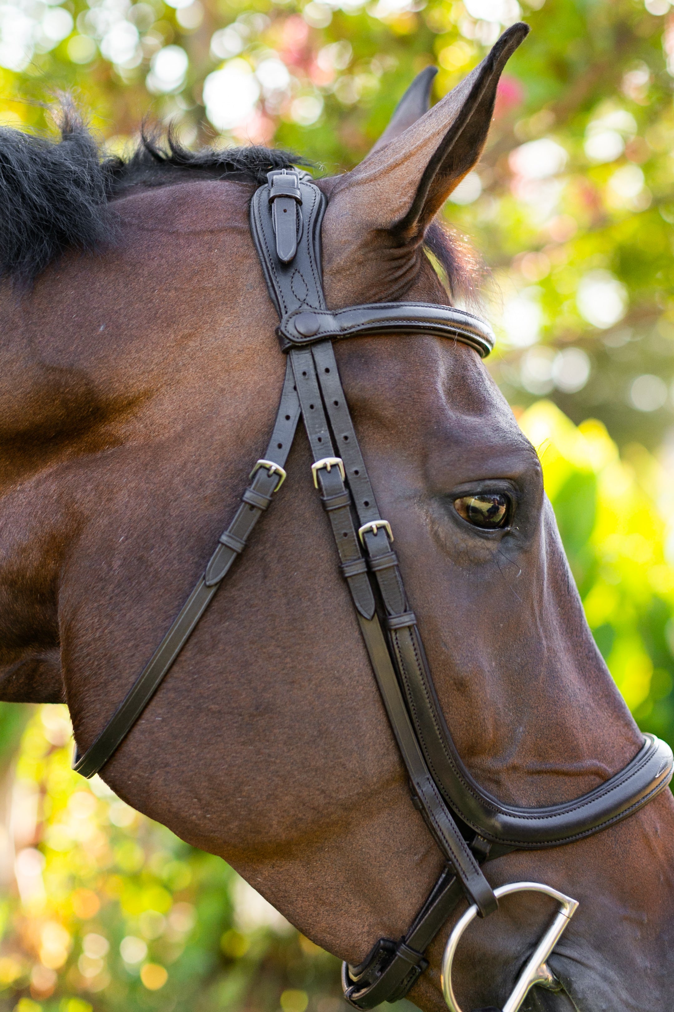 Ellany Noland Schooling Anatomical Bridle - Ellany - Equiluxe Tack