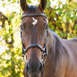 Ellany Noland Schooling Anatomical Bridle - Ellany - Equiluxe Tack